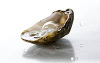 oyster